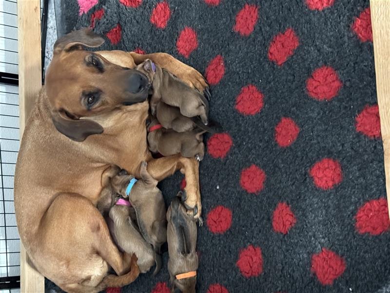 Rhodesien Ridgeback Welpen mit Papieren