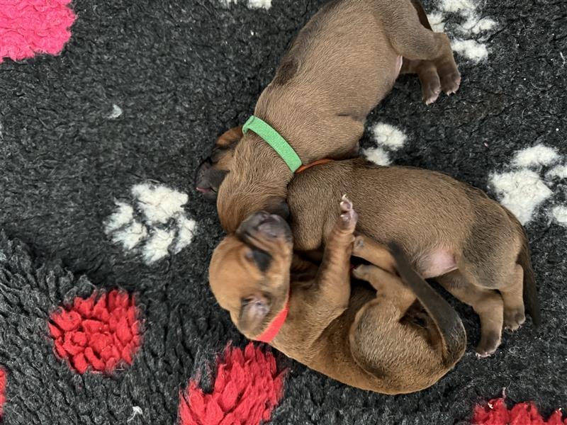 Rhodesien Ridgeback Welpen mit Papieren