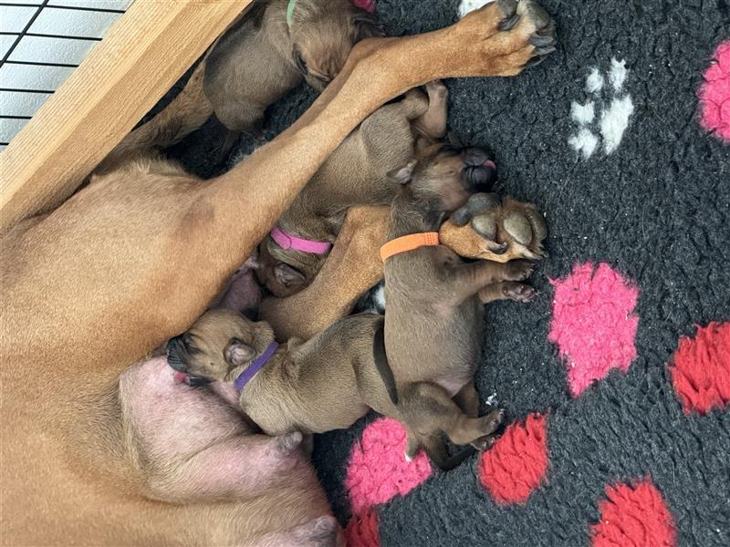 Rhodesien Ridgeback Welpen mit Papieren