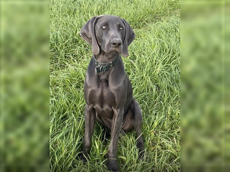 Rhodesian Ridgeback / blauer Weimaraner Welpen