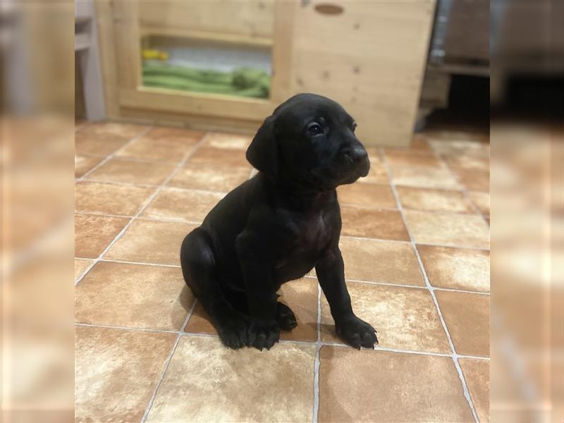 Rhodesian Ridgeback / blauer Weimaraner Welpen