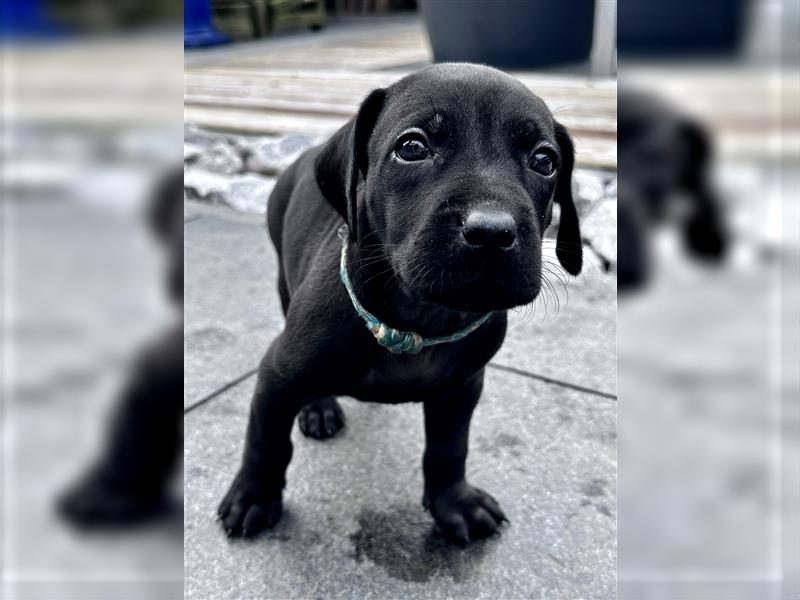 Rhodesian Ridgeback / blauer Weimaraner Welpen