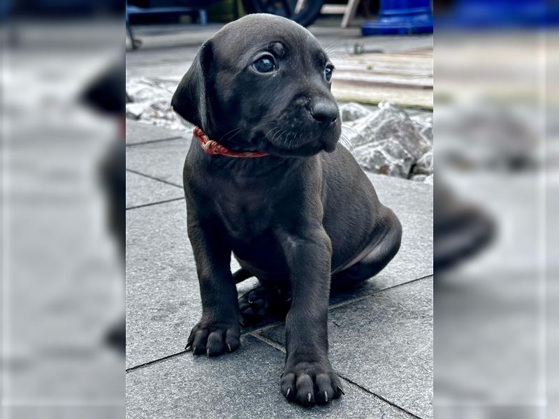 Rhodesian Ridgeback / blauer Weimaraner Welpen