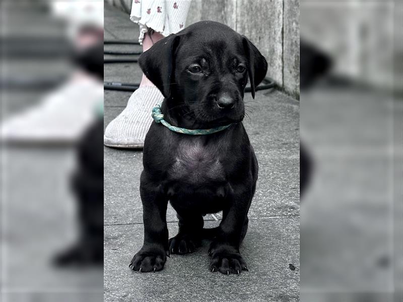 Rhodesian Ridgeback / blauer Weimaraner Welpen