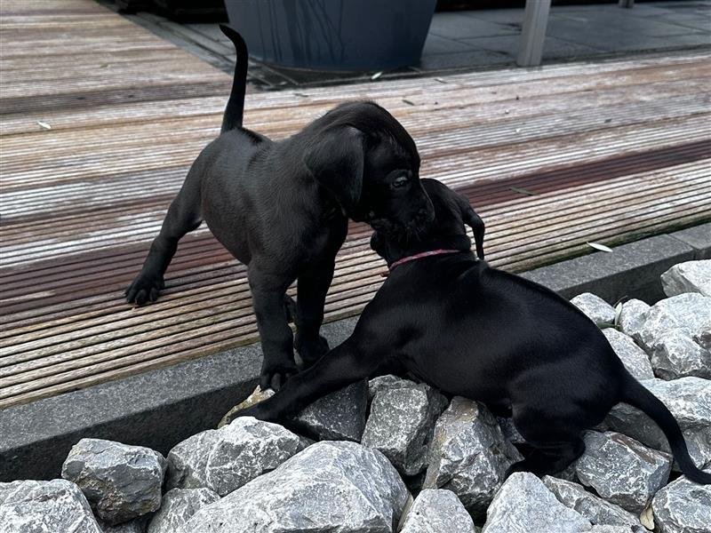 Rhodesian Ridgeback / blauer Weimaraner Welpen