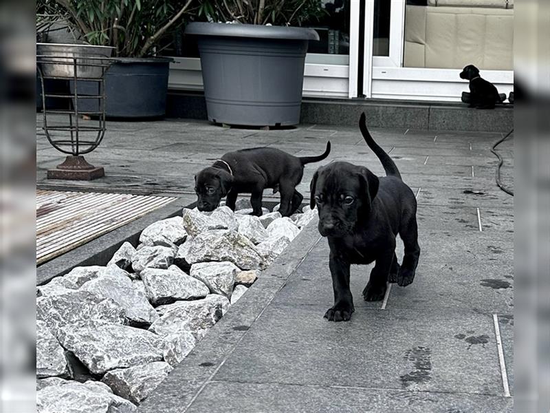 Rhodesian Ridgeback / blauer Weimaraner Welpen