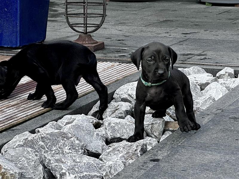 Rhodesian Ridgeback / blauer Weimaraner Welpen