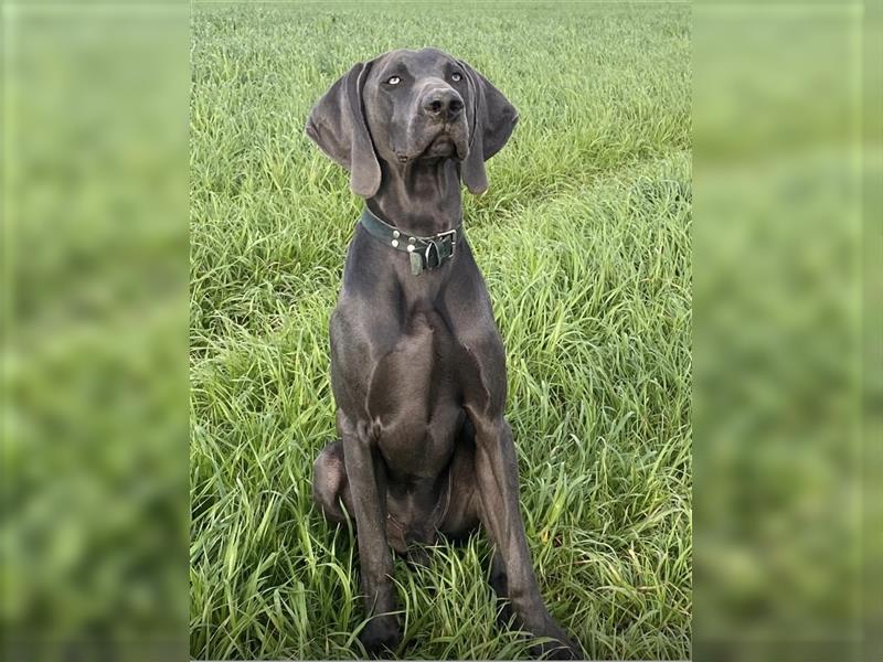 Rhodesian Ridgeback / blauer Weimaraner Welpen