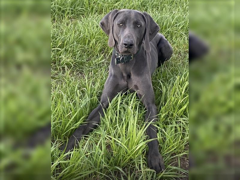 Rhodesian Ridgeback / blauer Weimaraner Welpen