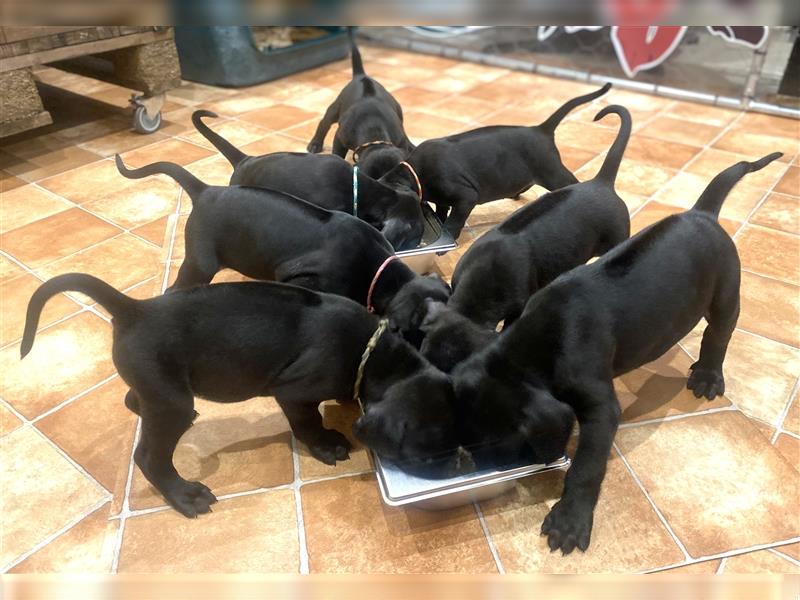 Rhodesian Ridgeback / blauer Weimaraner Welpen