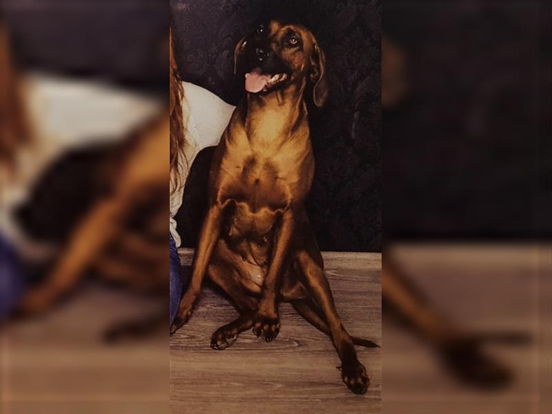 Rhodesian Ridgeback / blauer Weimaraner Welpen