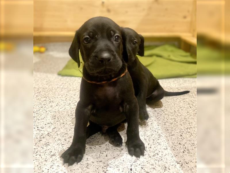 Rhodesian Ridgeback / blauer Weimaraner Welpen