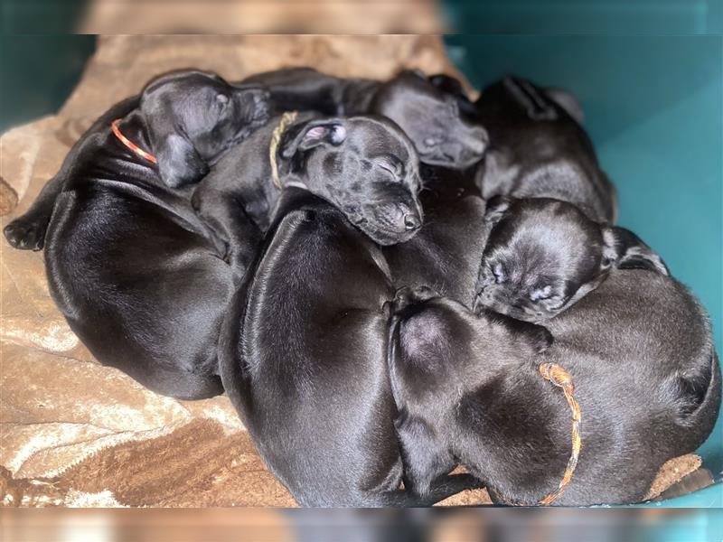 Rhodesian Ridgeback / blauer Weimaraner Welpen