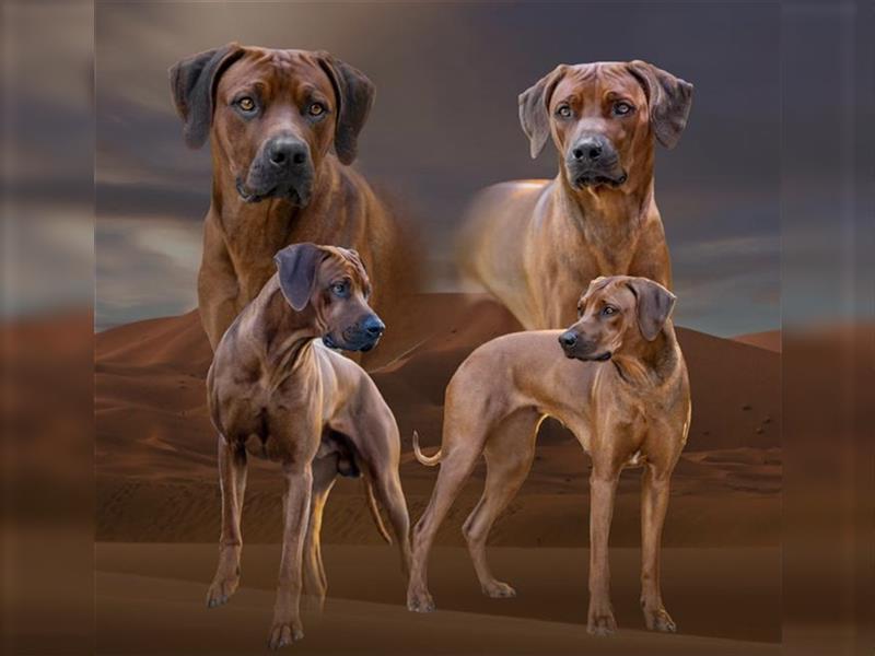 Rhodesian Ridgeback