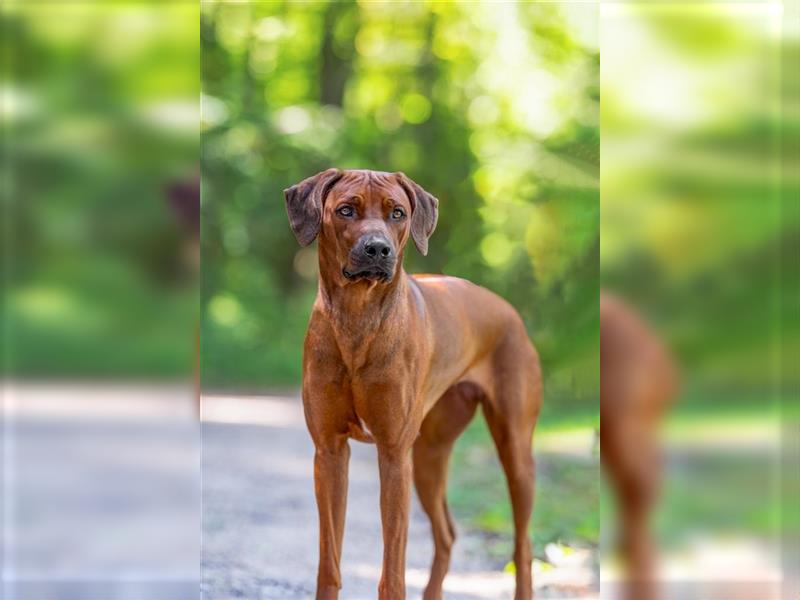 Rhodesian Ridgeback