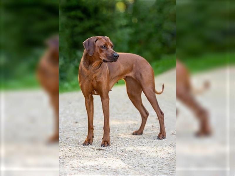 Rhodesian Ridgeback