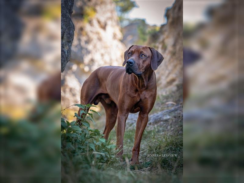 Rhodesian Ridgeback