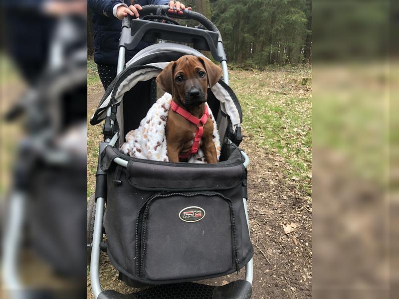 Unsere Rhodesian Ridgeback Welpen sind da!