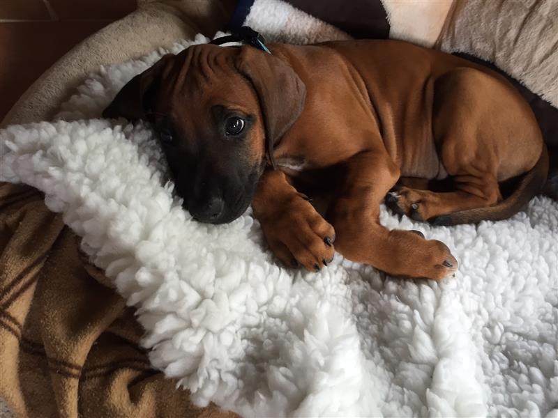 Unsere Rhodesian Ridgeback Welpen sind da!