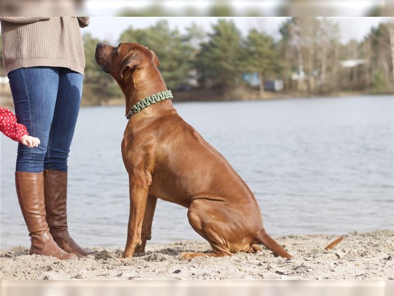 Rhodesian Ridgeback Wurfankündigung Herbst/Winter2024