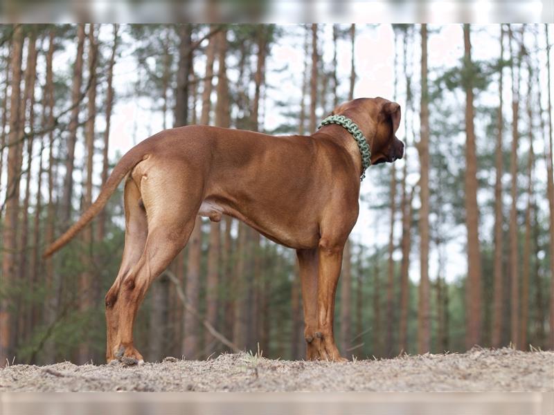 Rhodesian Ridgeback Wurfankündigung Herbst/Winter2024