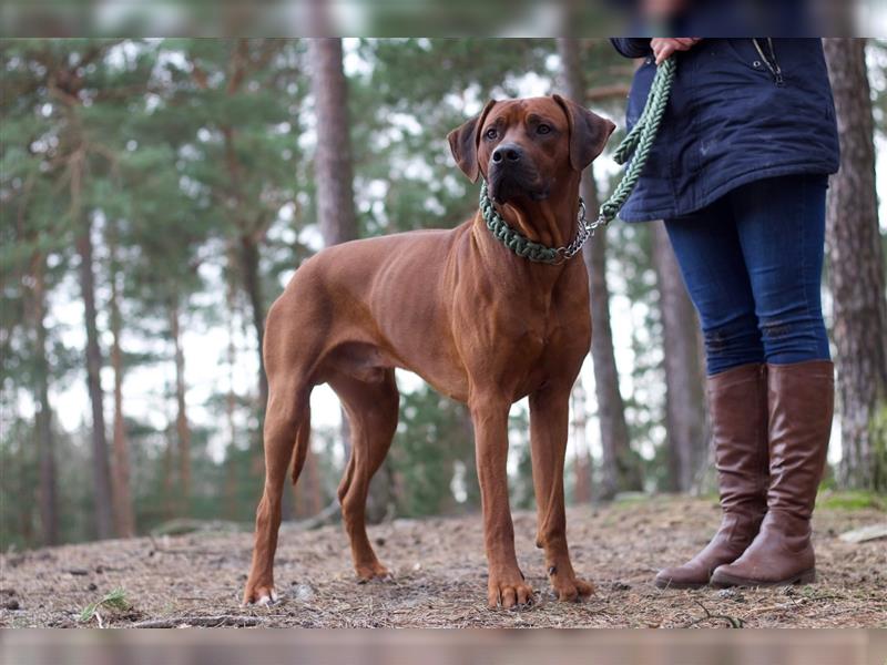 Rhodesian Ridgeback Wurfankündigung Herbst/Winter2024