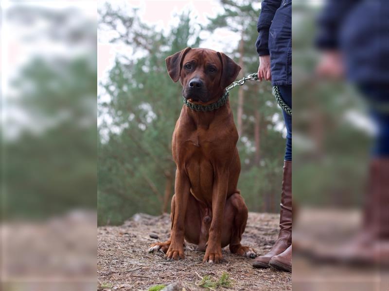 Rhodesian Ridgeback Wurfankündigung Herbst/Winter2024