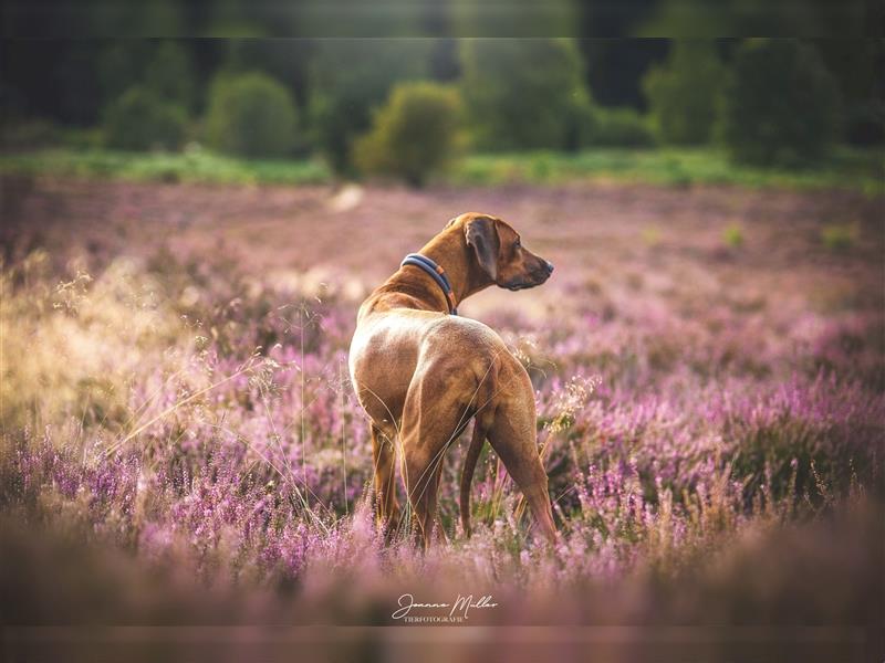 Rhodesian Ridgeback Wurfankündigung Herbst/Winter2024