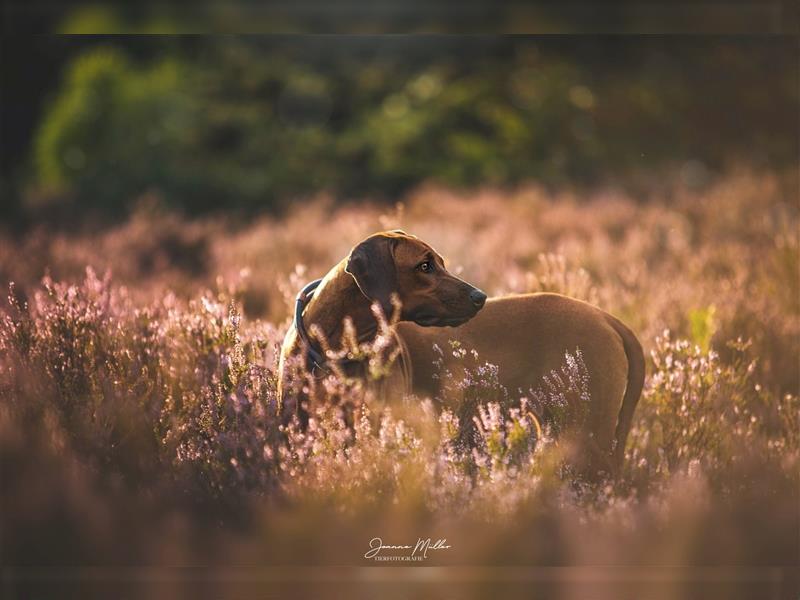 Rhodesian Ridgeback Wurfankündigung Herbst/Winter2024