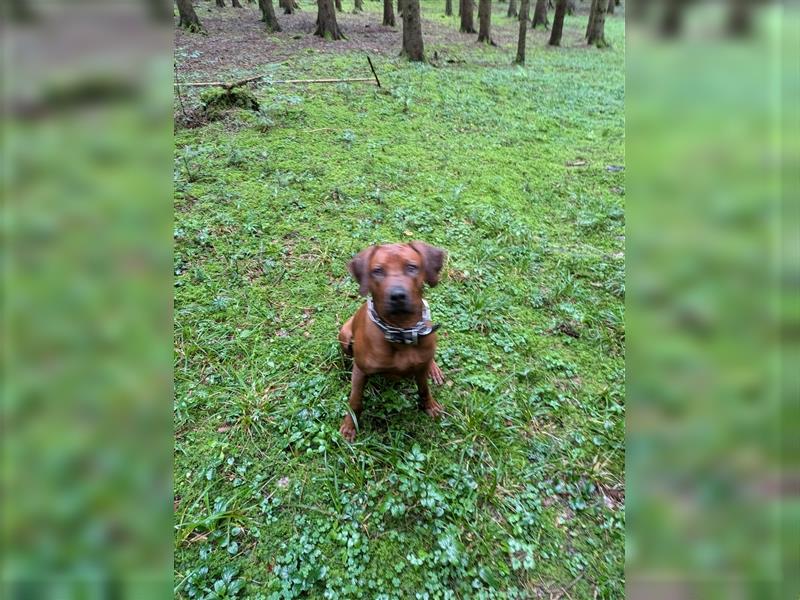 Junger Ridgeback Rüde sucht neues Zuhause