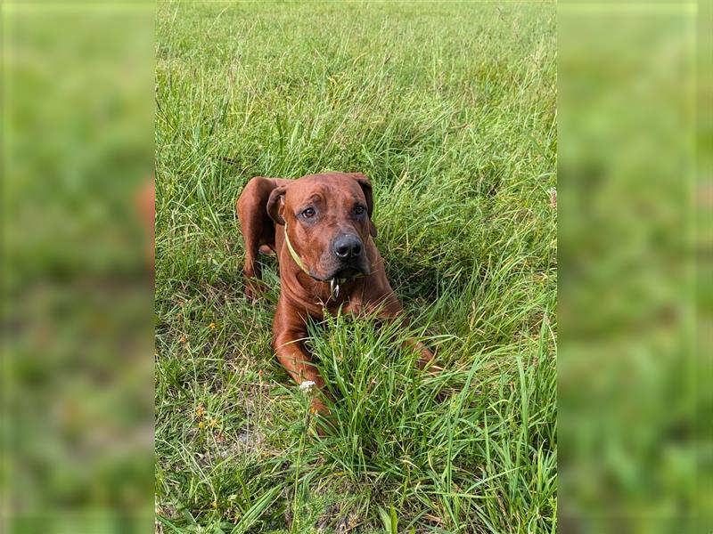 Junger Ridgeback Rüde sucht neues Zuhause