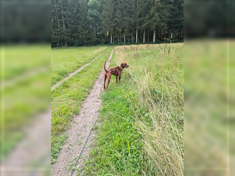 Junger Ridgeback Rüde sucht neues Zuhause