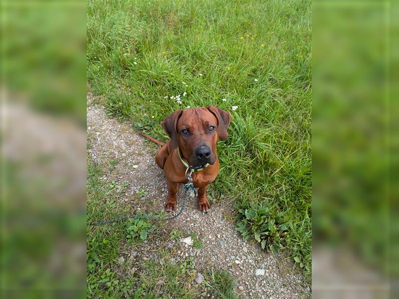 Junger Ridgeback Rüde sucht neues Zuhause