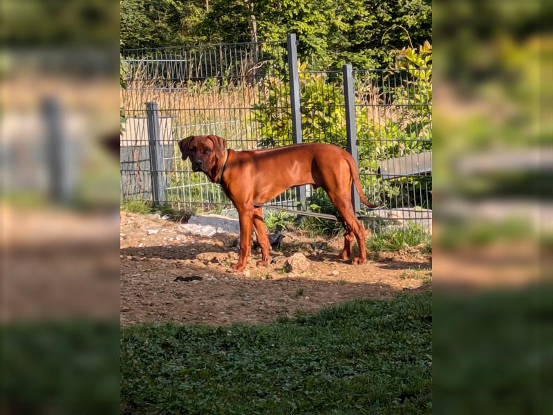 Junger Ridgeback Rüde sucht neues Zuhause