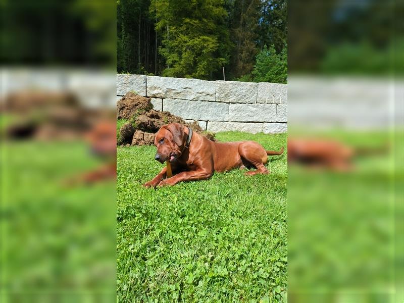 Junger Ridgeback Rüde sucht neues Zuhause