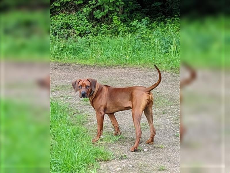 Junger Ridgeback Rüde sucht neues Zuhause