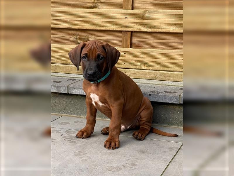 Rhodesian Ridgeback Welpe - Herzenshund nun abzugeben