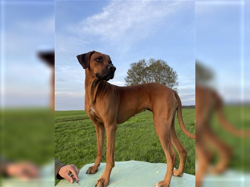 Rhodesian Ridgeback Welpe - Herzenshund nun abzugeben