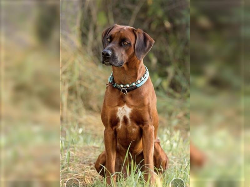 Rhodesian Ridgeback Welpe - Herzenshund nun abzugeben