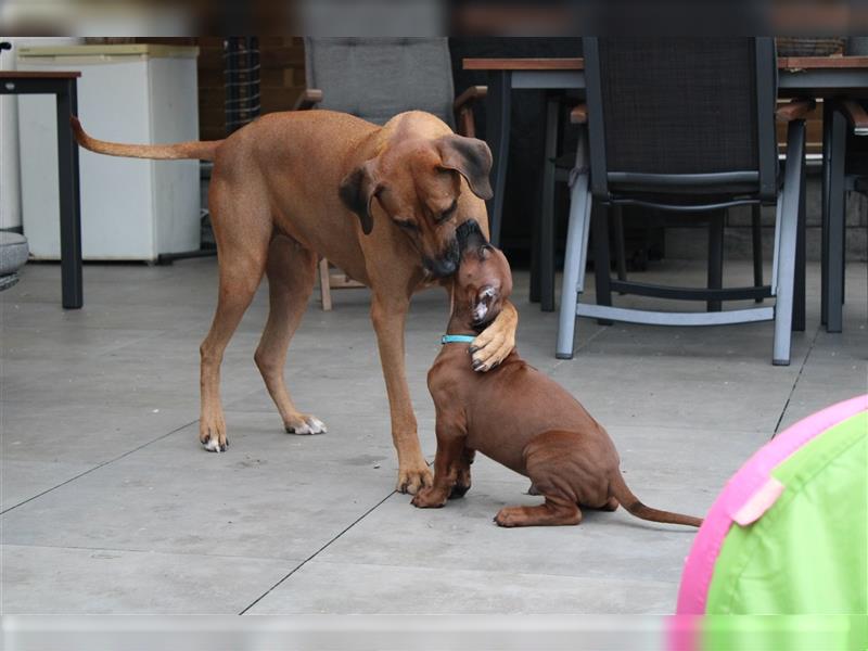 Rhodesian Ridgeback Welpe - Herzenshund nun abzugeben