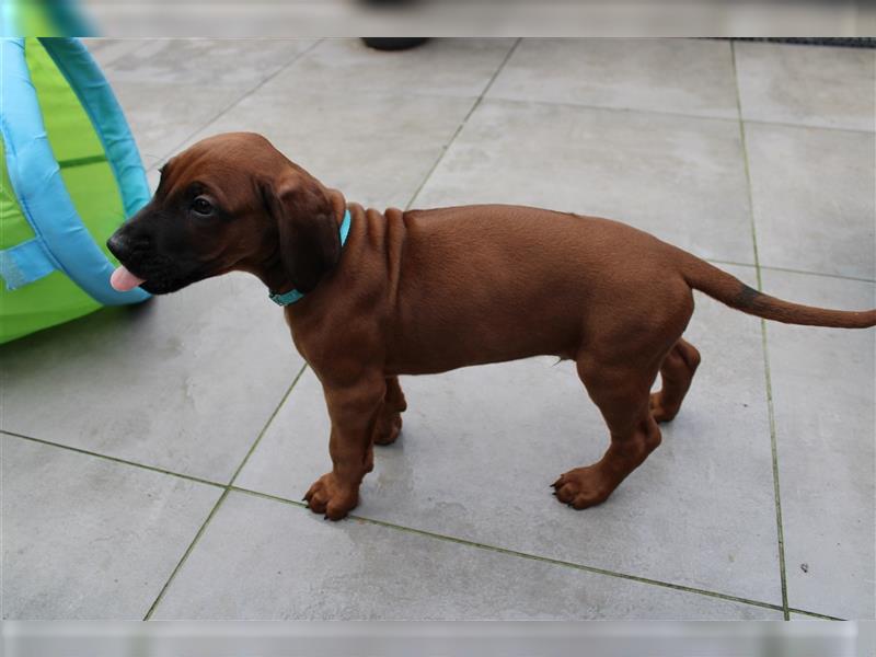 Rhodesian Ridgeback Welpe - Herzenshund nun abzugeben