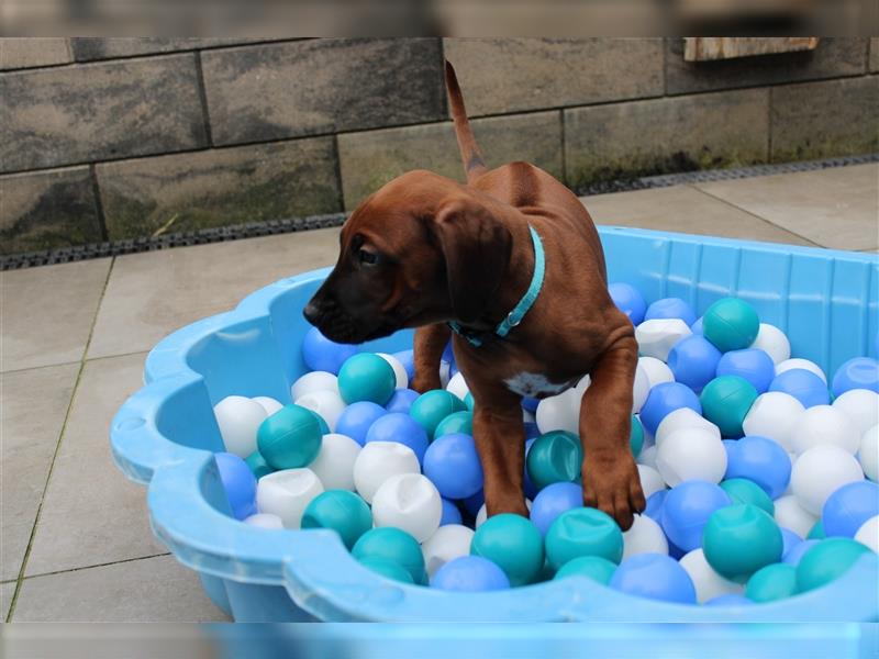 Rhodesian Ridgeback Welpe - Herzenshund nun abzugeben