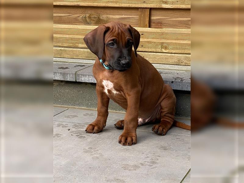 Rhodesian Ridgeback Welpe - Herzenshund nun abzugeben