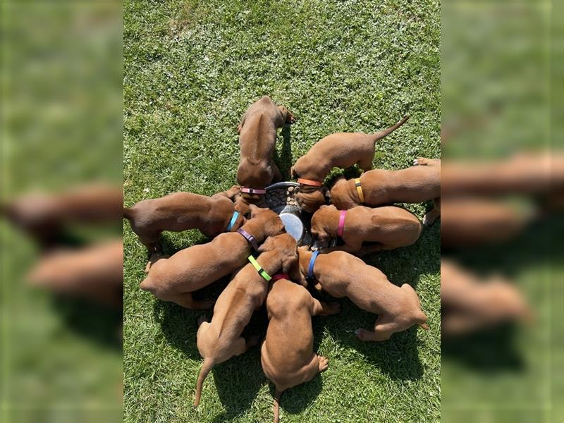 Rhodesian Ridgeback Welpe - Herzenshund nun abzugeben