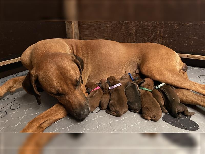 Rhodesian Ridgeback Welpe - Herzenshund nun abzugeben