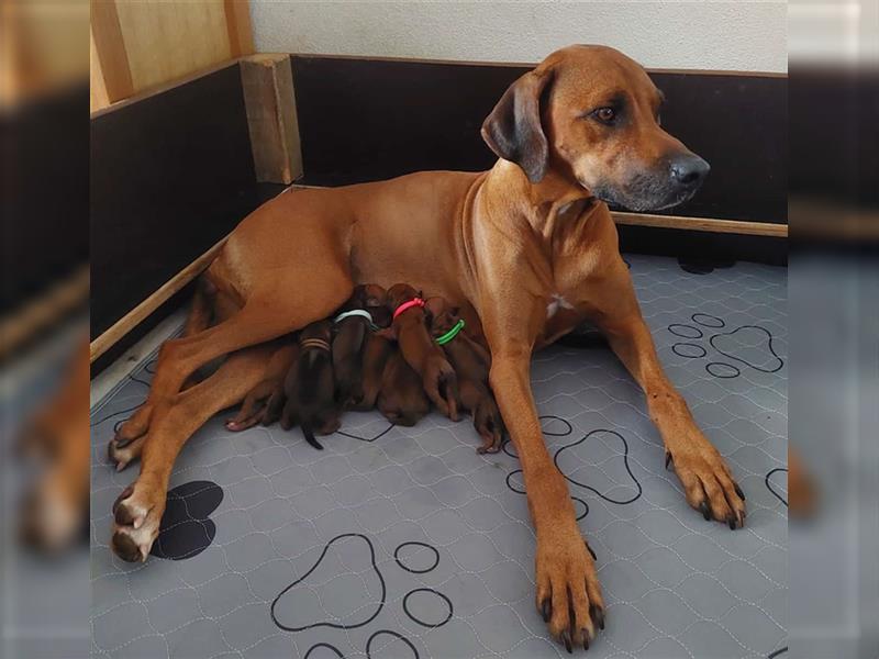 Rhodesian Ridgeback Welpe - Herzenshund nun abzugeben