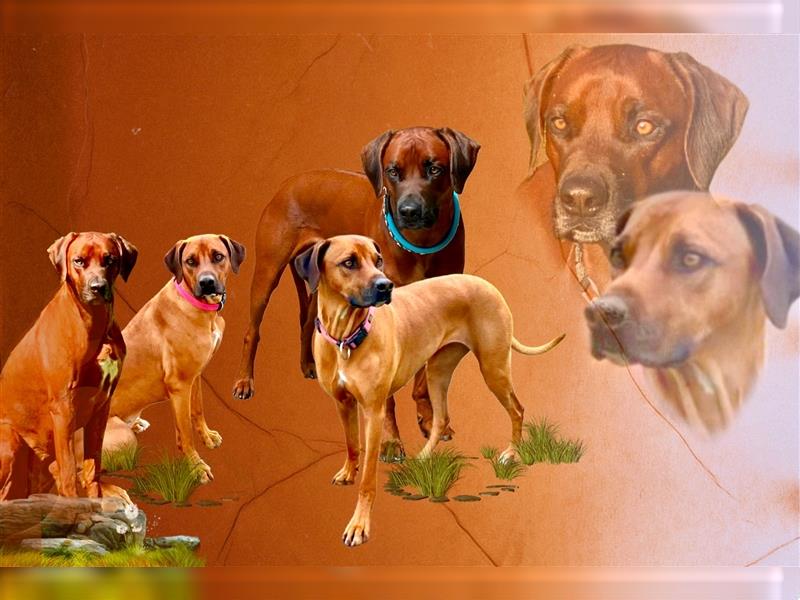 Rhodesian Ridgeback Welpe - Herzenshund nun abzugeben