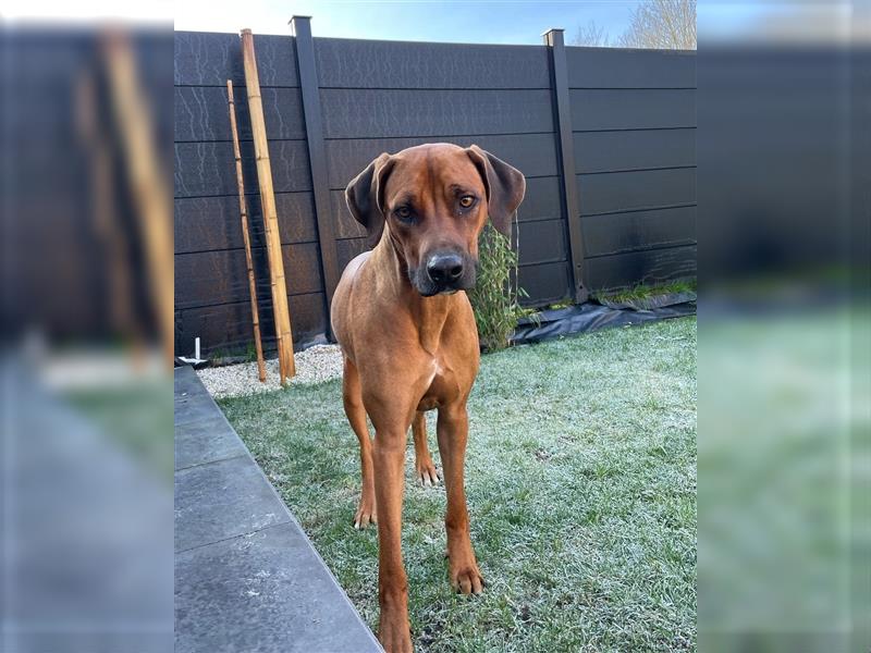 Rhodesian Ridgeback Welpe  - Herzenshund nun abzugeben