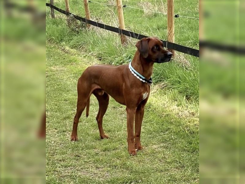 Rhodesian Ridgeback Welpe  - Herzenshund nun abzugeben