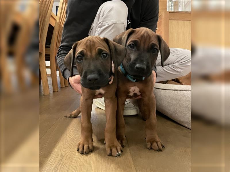 Rhodesian Ridgeback Welpe  - Herzenshund nun abzugeben